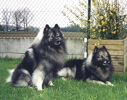 vader Tobias (rechts) en zoon Uzo / papa Tobias (à droite) et son fils Uzo / daddy Tobias (on the right) and son Uzo / Vater Tobias (rechts) und Sohn Uzo