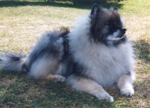 grootvader van Wiske (hier 11 jaar) / grand-père de Wiske (ici 11 ans) / Wiske's grandfather (here 11 years old) / Grossvater von Wiske (hier 11 Jahre alt)